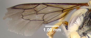 Media type: image;   Entomology 610801 Aspect: front wing
